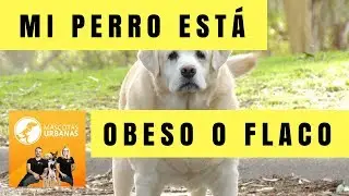 ¿Cómo Saber si mi Perro está Obeso?