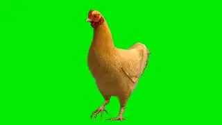 Cock 🐓 Green Screen Video || Former Green Screen For Cock मुर्गा