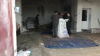 Протравка ячменя.