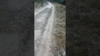 Ноябрьская прогулка, бор
