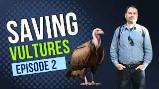 Saving Vultures | Saving Ourselves | Must-Know Wildlife Crisis | Episode 2