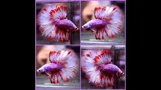 Betta Fish Fancy PURPLE Dragon RED FIREWORK Halfmoon Male X464