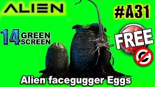 Alien Facehugger Eggs Green Screen 3D