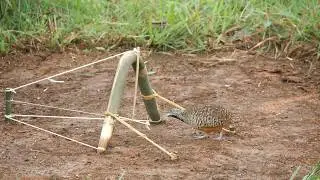 Creative An Awesome Bird Trap to Catch the Quail Bird in the Jungle Working Very Well 100%