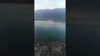 Красавец лебедь ♥️
