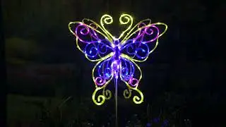 The Illuminated Fluttering Lawn Butterfly