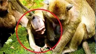 Terrify! Adorable Polly & Dony angry mum until convulsive, Why mum not hug baby, Baby hungry milk