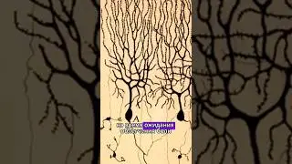 🦾 Эффект плацебо. Как его воспринимает мозг? #новостинауки #наука #мозг