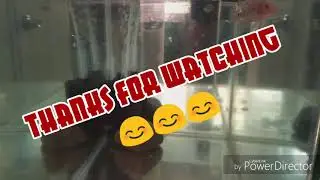 My new pet Flowerhorn Fry
