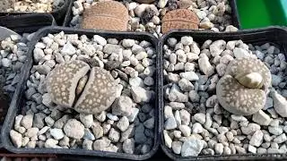 Литопсы и их правильные имена.Купили литопс,а как его зовут?Lithops sp.