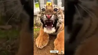 Tiger Roar || 🐯 little Cute Cub ❤️|| #shorts #short #viral 📈📉🔥