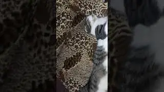 СМЕШНЫЕ КОТЫ2021
