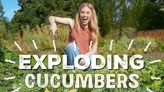 Incredible EXPLODING CUCUMBERS?! | Maddie Moate