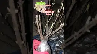 Гортензия Милк энд Хоней 