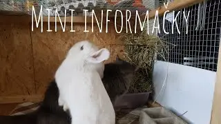 Mini informačky | králikova strava - seno a voda | Farted Zoo