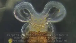Les Rotifères, 3è partie