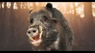 ДИКИЕ КАБАНЫ НА КОРМУШКЕ ФОТОЛОВУШКА ЖИВОТНЫЕ