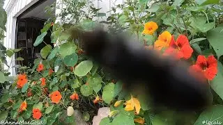 lens licking