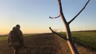 Охота на зайца Ata arms neo12, добыл куропатку .Лиса орудует