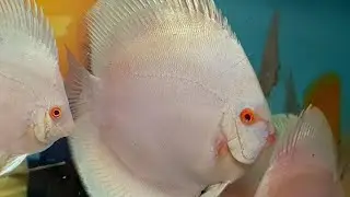 Chens Discus uk