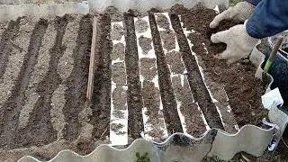 Как посадить петрушку чтобы выросла пышной и вкусной