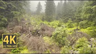 Forest Waterfall Nature Walk 4K (With Ambient Nature Sounds And Music)