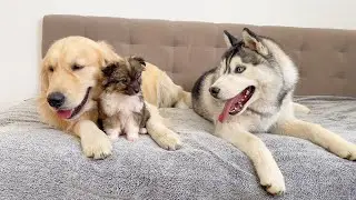 Husky Reacts To Golden Retriever With Adorable Puppy [CUTEST REACTION EVER!!]