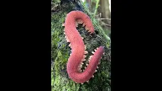 GIANT RED VELVET WORM! (Mongeperipatus solorzanoi) 
