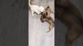 PUPPY 🐶 #puppylife #puppy #puppyvideos #puppydog #viralvideo
