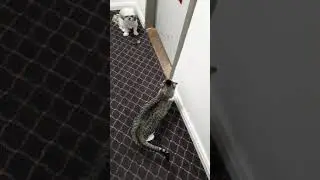 I just want to take out the garbage