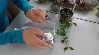 Dischidia and Hoya