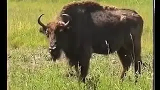 Потревоженный сон. Профессиональная охота в Западной Сибири!