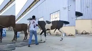 Horse Meeting – A Beautiful and Heartwarming Moment! ❤️🐴