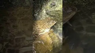 Caught a HUGE Field Frog While Snail Hunting at Night! 😱