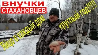 Яйцо в каждый дом круглый год или КУРЫ внучки СТАХАНОВЦЕВ