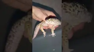 Писулёчек купается и орёт