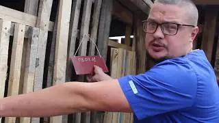 Нашелся тот, кто будет отлавливать бездомных животных