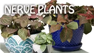 EASY Plant for Terrariums or House Plant