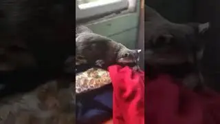 Побег енота