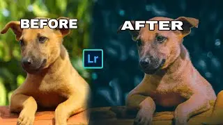 How to edit wildlife photography in Lightroom | Animal photo edit Lightroom Preset Mobile Tutorial