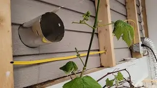 Winter greenhouse (Pt.4) Grapes growing in February!!! Amazing!! Newfoundland Canada