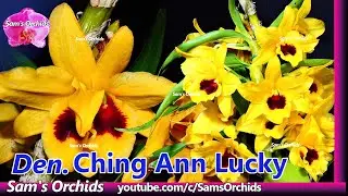 𝙣𝙤𝙗𝙞𝙡𝙚 type 𝘿𝙚𝙣𝙙𝙧𝙤𝙗𝙞𝙪𝙢 orchid - 𝘿𝙚𝙣.Chin Ann Lucky with deformed bloom and keikis
