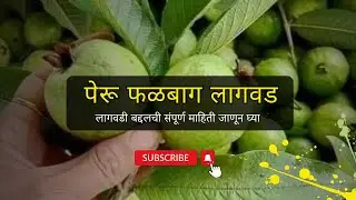 पेरू फळबागाची लागवड कशी करावी