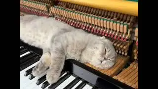 The cat who likes to sleep on the piano#funnyanimals #viral #funny #pets #cat