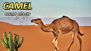 Did you know how CAMELS growl!? | Camel sound effects | Animal sounds