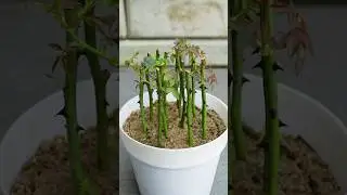 Best method of propagate rose plants from cuttings using turmeric powder🌹