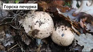 Горска печурка, Кафява горска печурка, Кървавочервена печурка