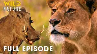 Predators vs Prey: Deadliest Battles for Survival in Nature I FULL EPISODE | Nature documentary