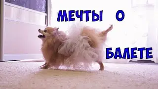 ШПИЦ. Джесси на тренировке, арабеск, тянем носочек, тянем...