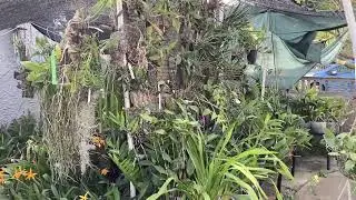 Moving My Orchid Collection